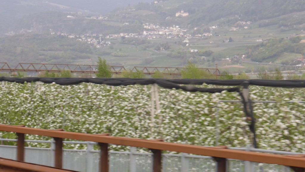 P1080019 de bloesem in het Trentino-dal